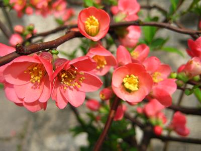 Chaenomeles speciosa - به ژاپنی چینی